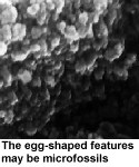 [image of eggshaped globule]